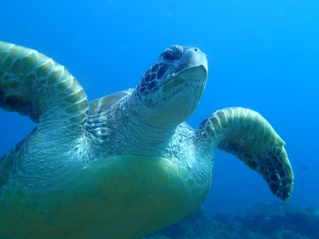 Photo by Tori Templman