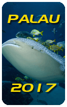 A weeks diving on Palau's amazing coral reefs